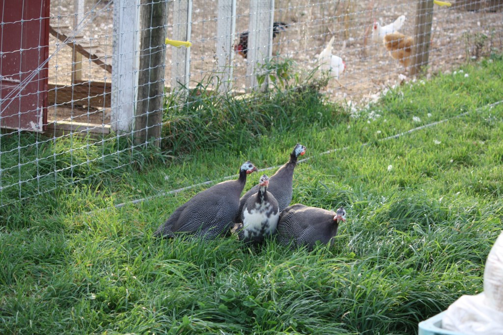 Here Guinea, Guinea, Guinea